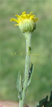 Capitulum with bracteate peduncle